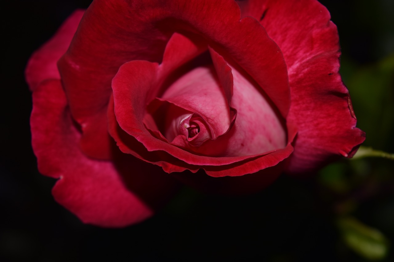 rose red blossom free photo