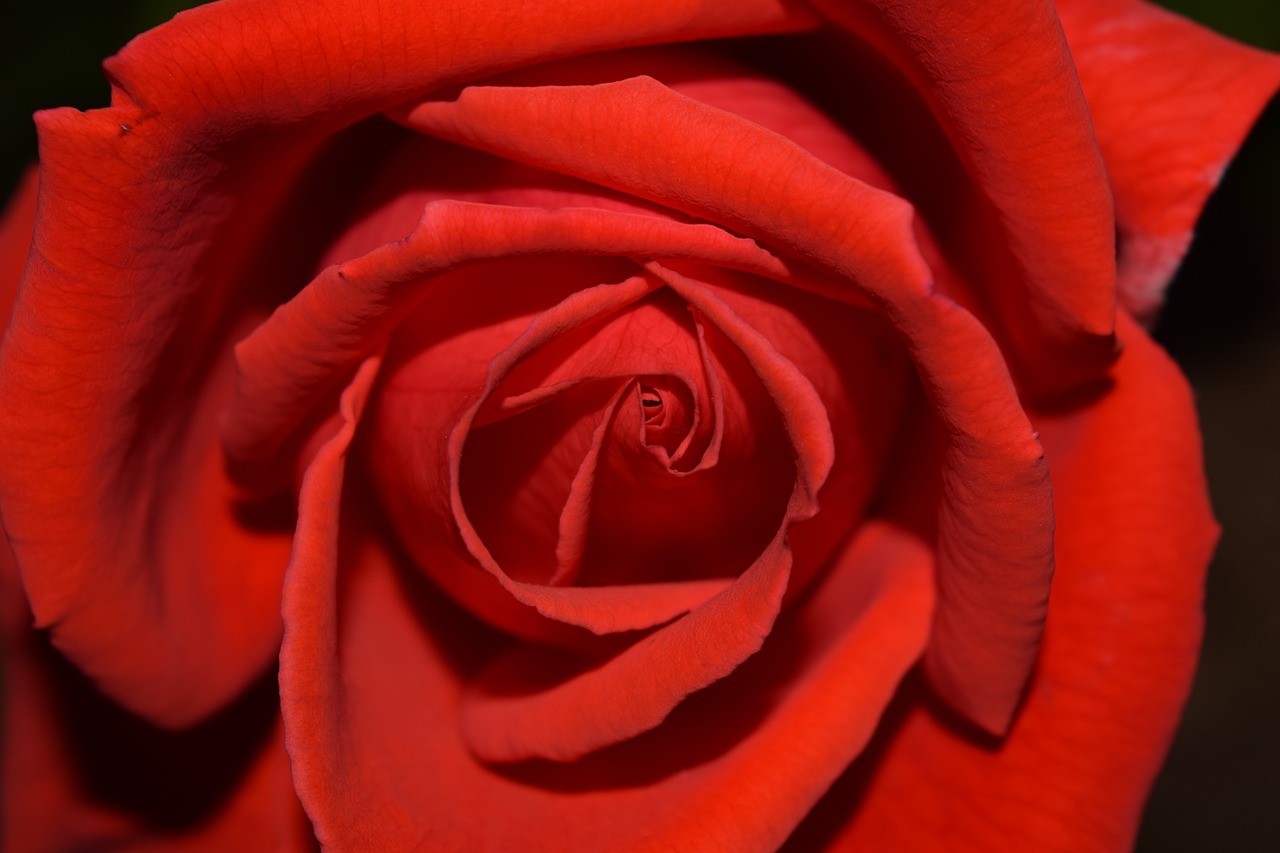 rose red blossom free photo