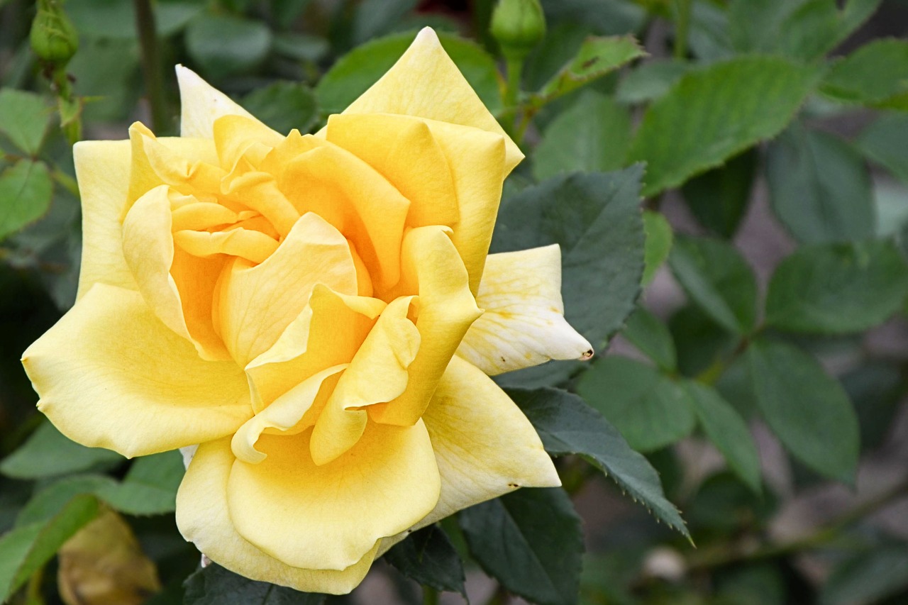 rose yellow rose blossom free photo