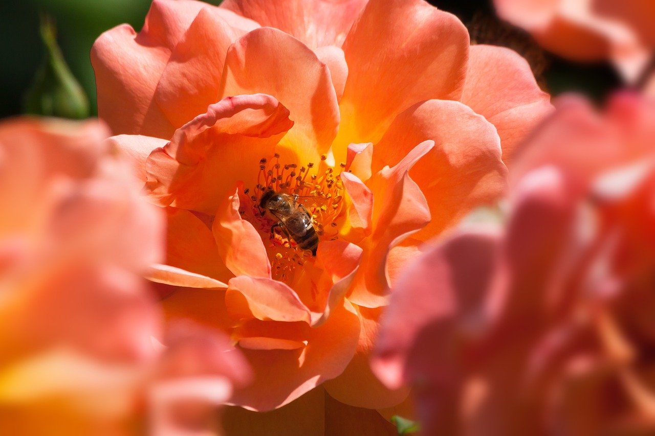 rose bee orange free photo