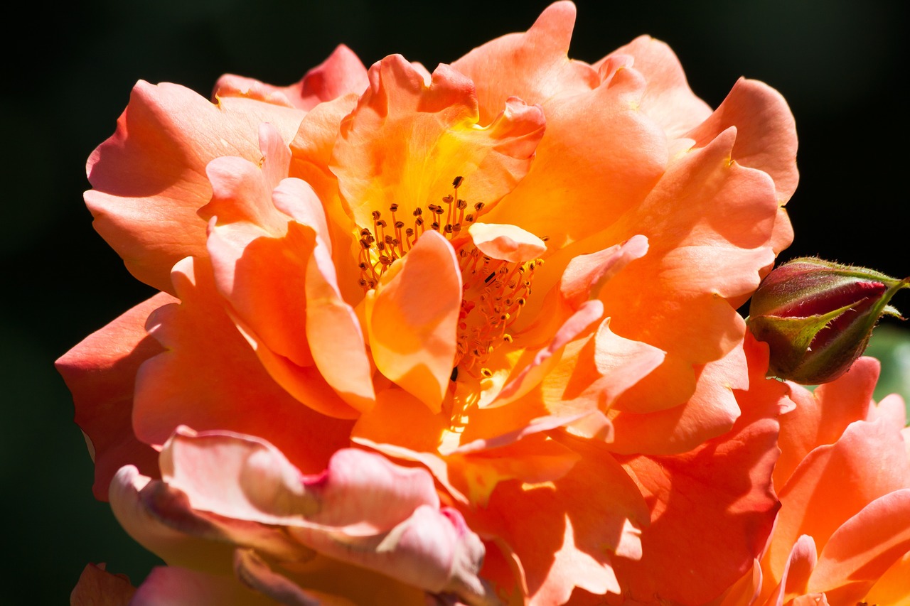 rose orange pink free photo