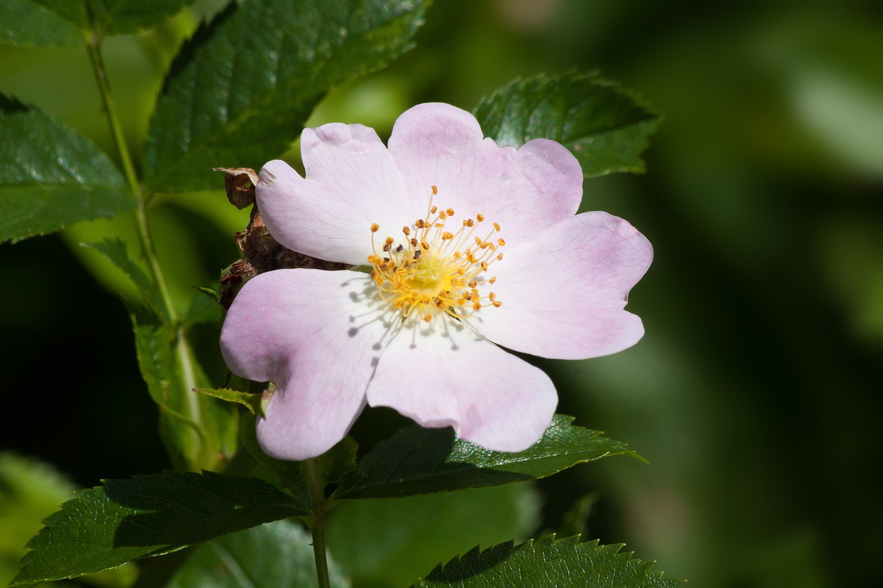 rose wild rose white free photo