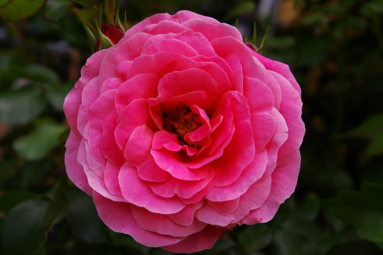 rose pink rose scented rose free photo