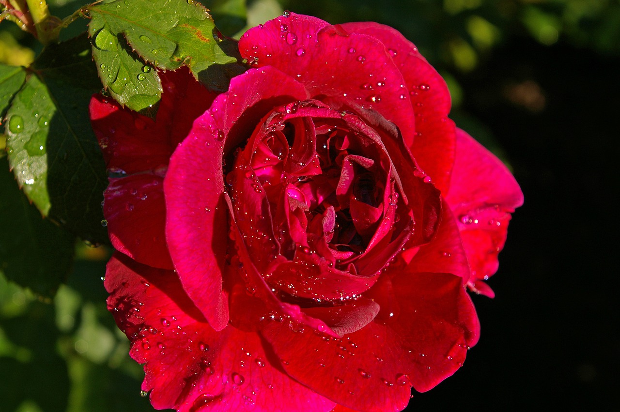 rose red rose scented rose free photo