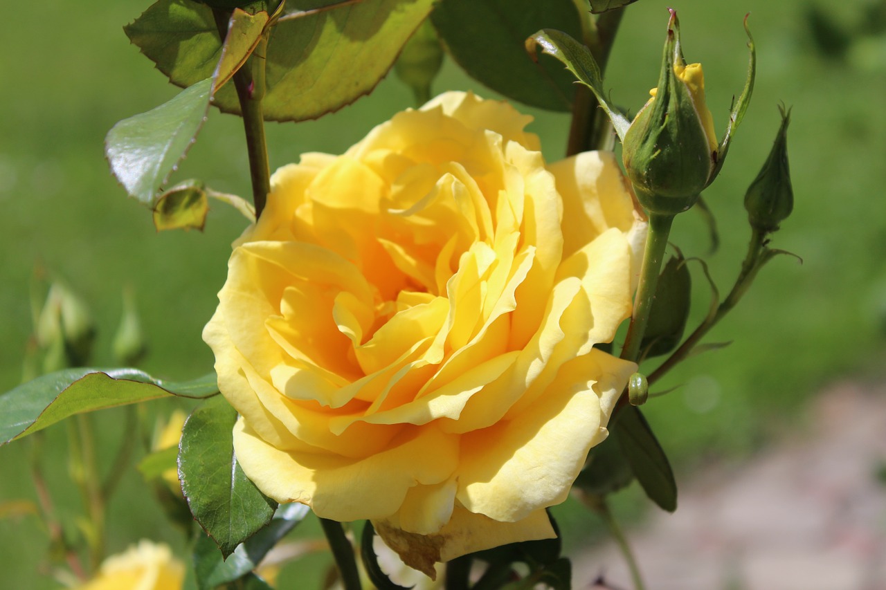 rose yellow flower free photo