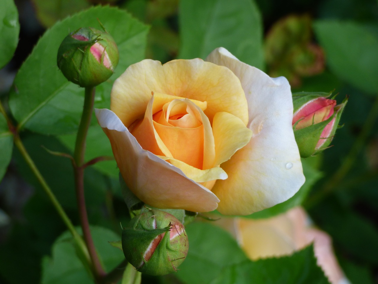 rose nature bud free photo