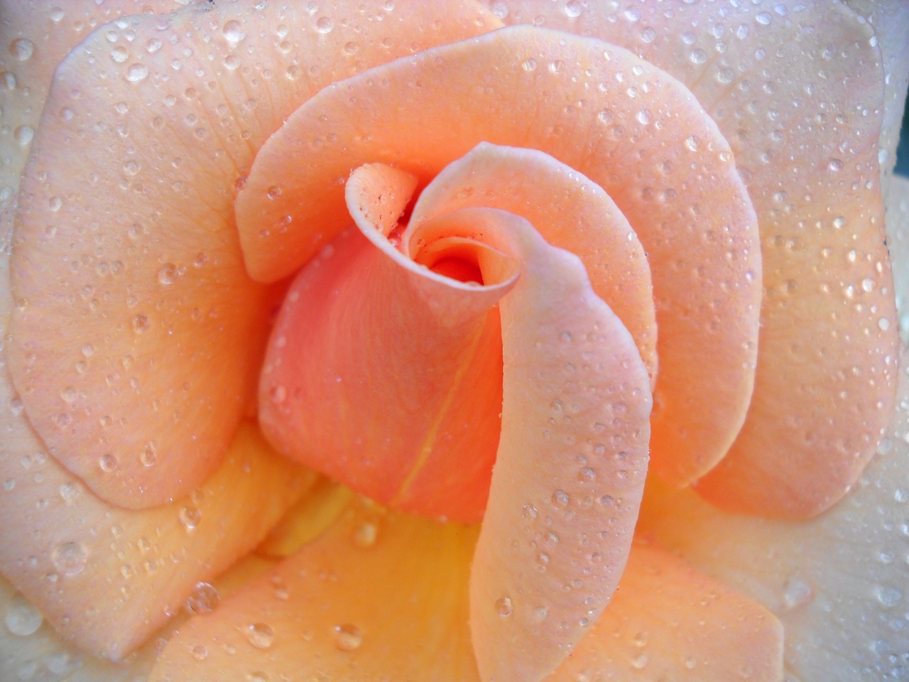 rose water drops peach free photo