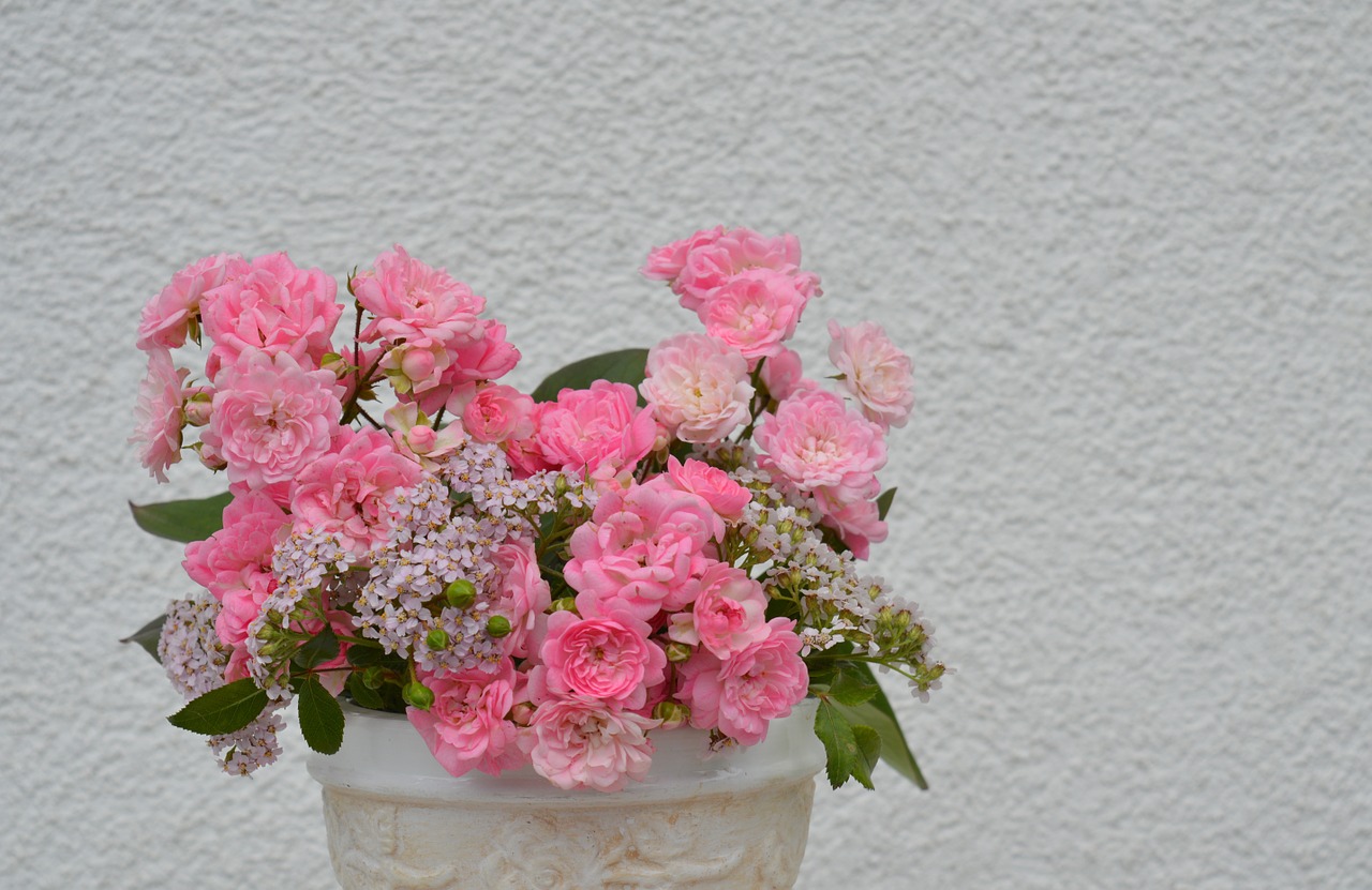 rose pink blossom free photo