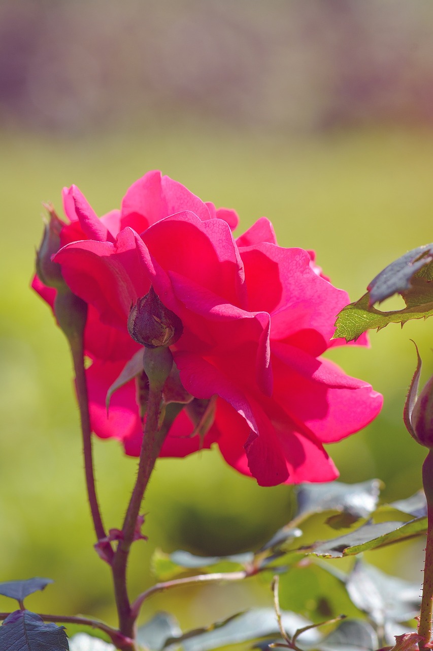 rose rose in the garden flower free photo