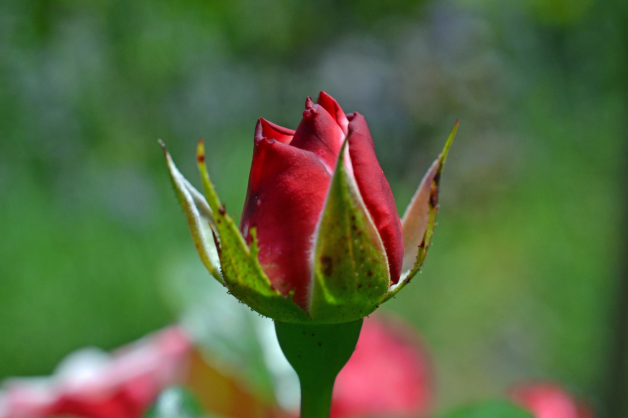 rose bud red free photo