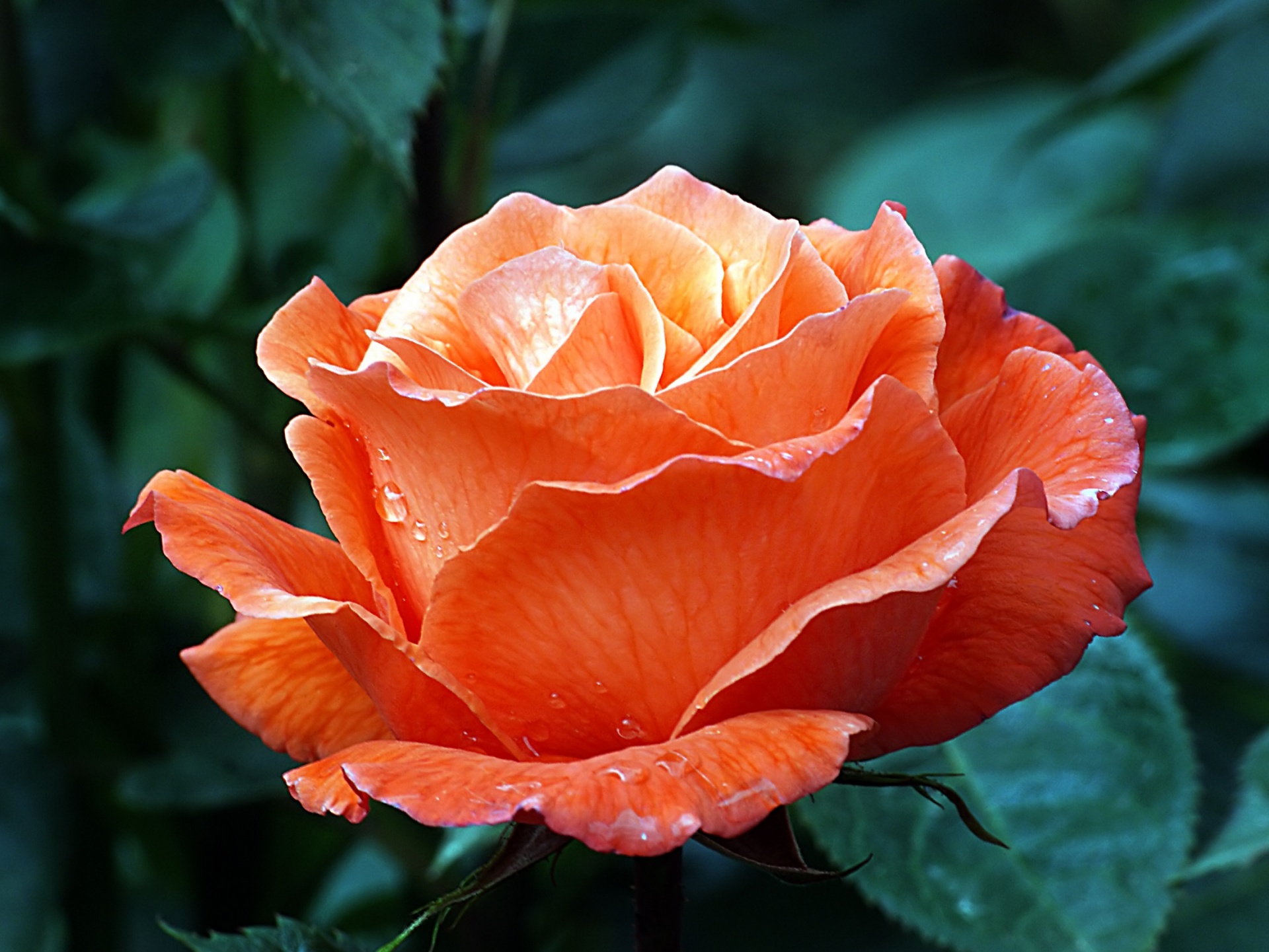 rose macro flower free photo