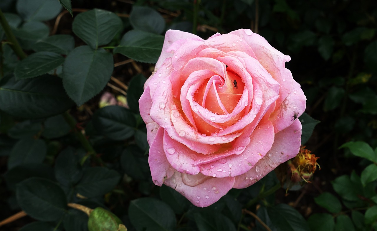 rose pink blossom free photo