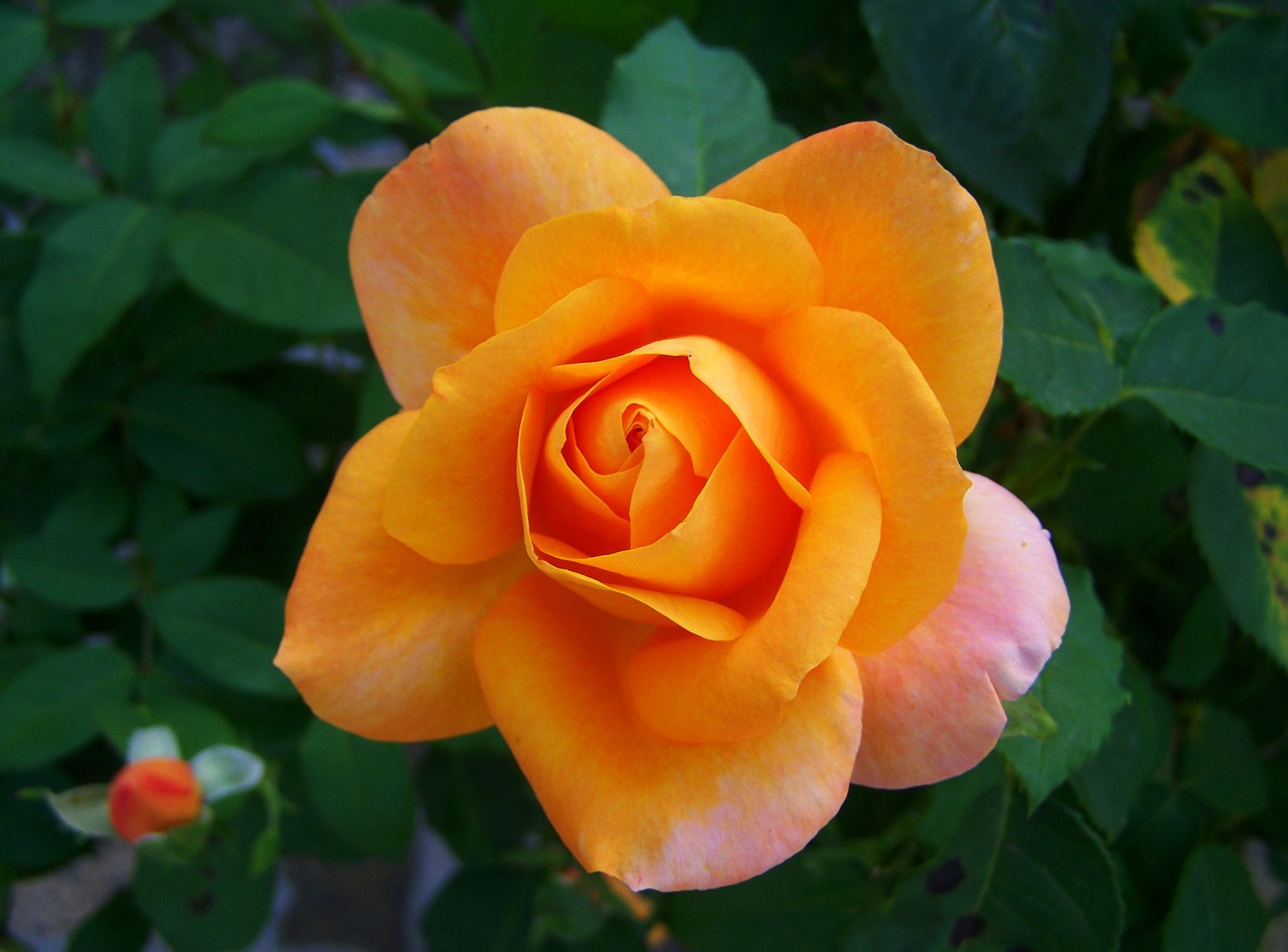 rose peach color flower garden free photo