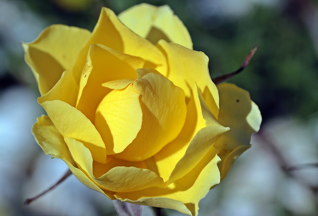 rose rose bloom yellow free photo