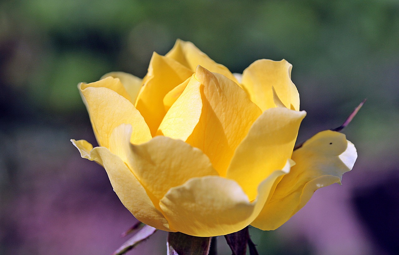 rose rose bloom yellow free photo