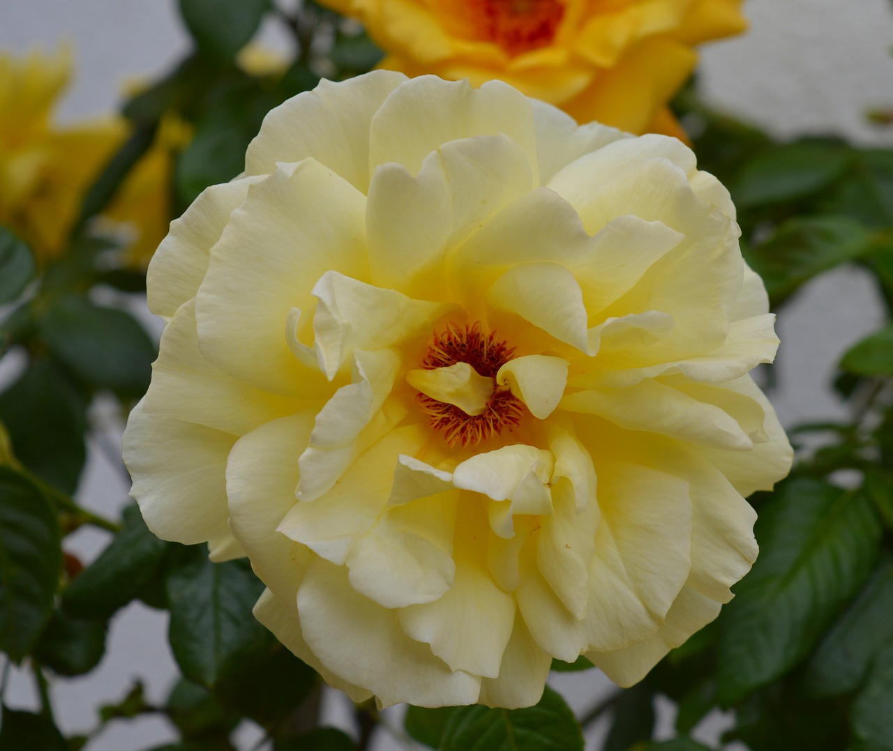 rose yellow rose bloom free photo