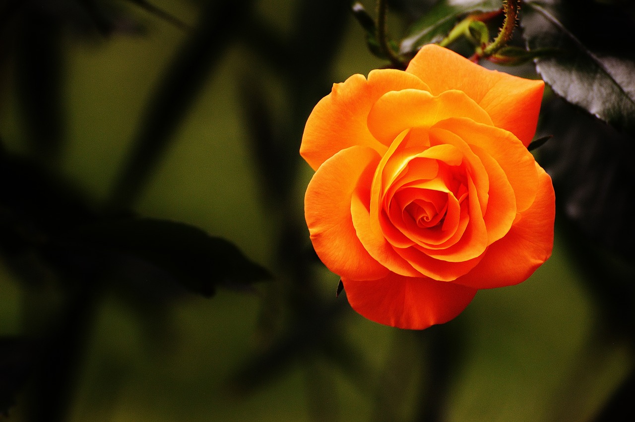 rose orange blossom free photo