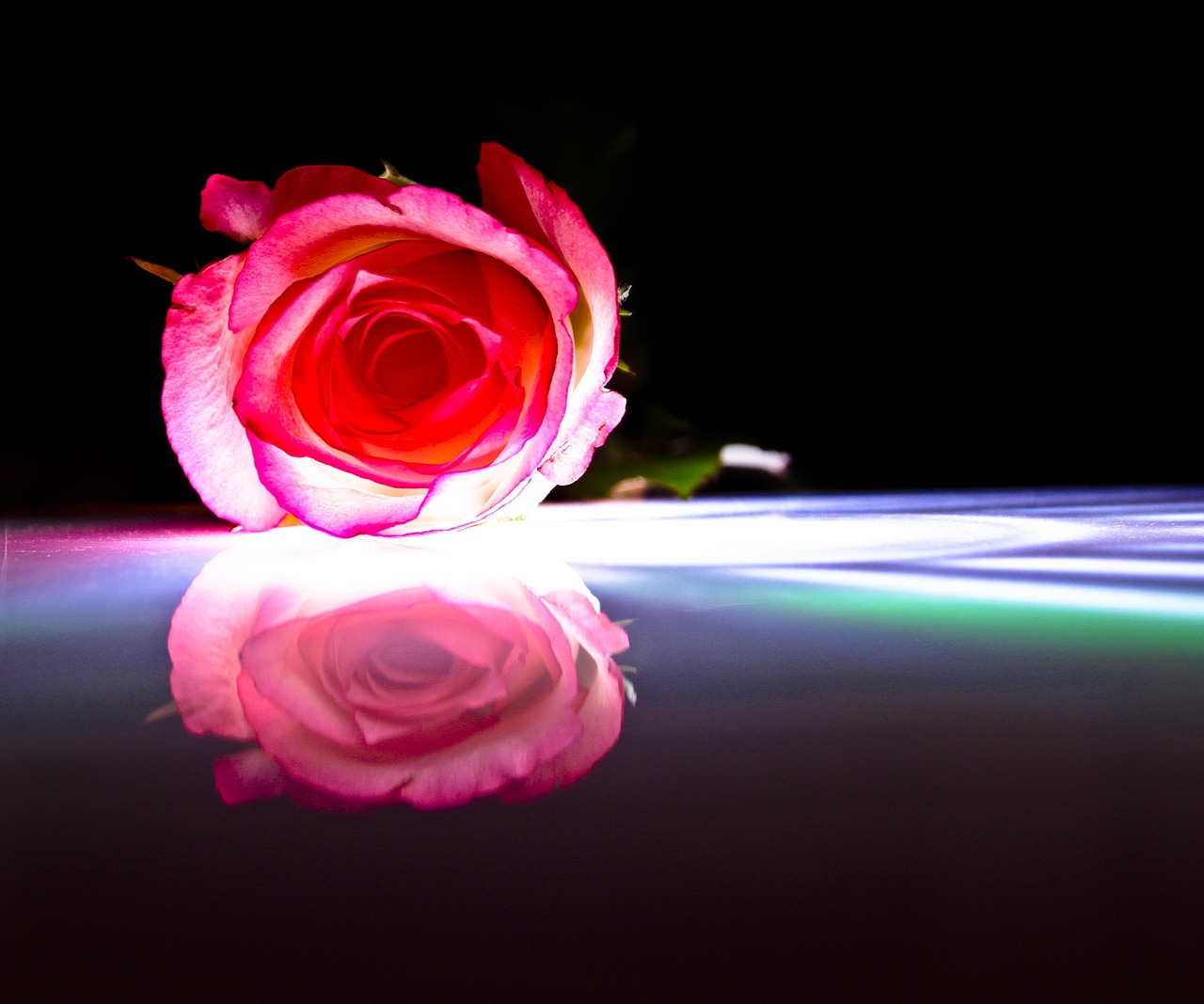 rose red mirroring free photo