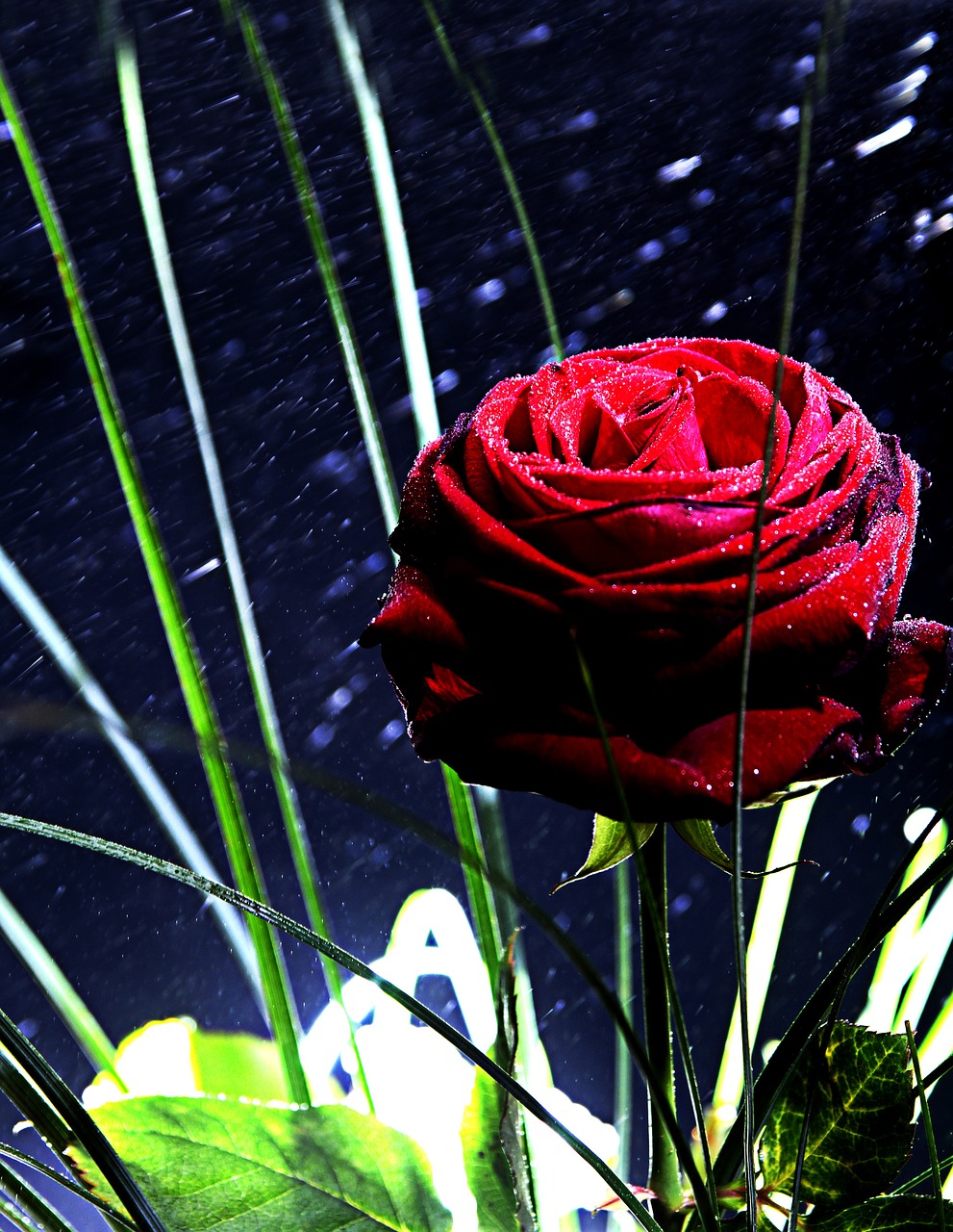 rose red mirroring free photo