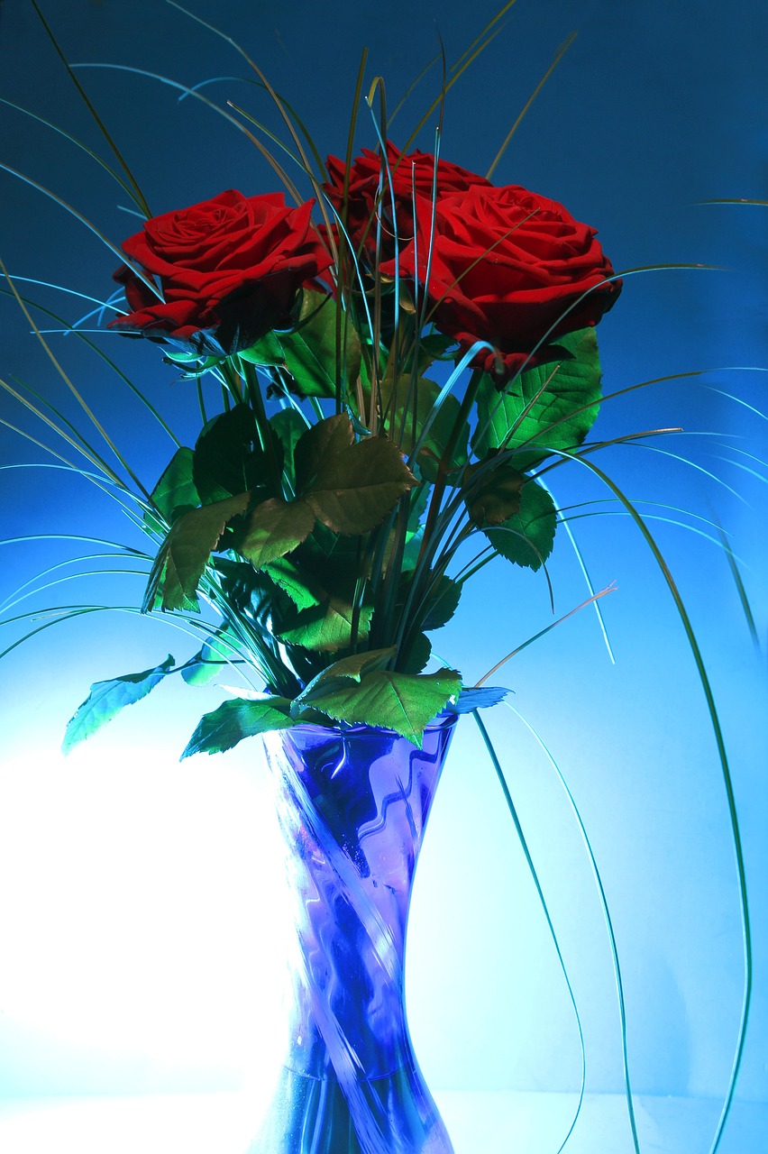 rose vase blue free photo