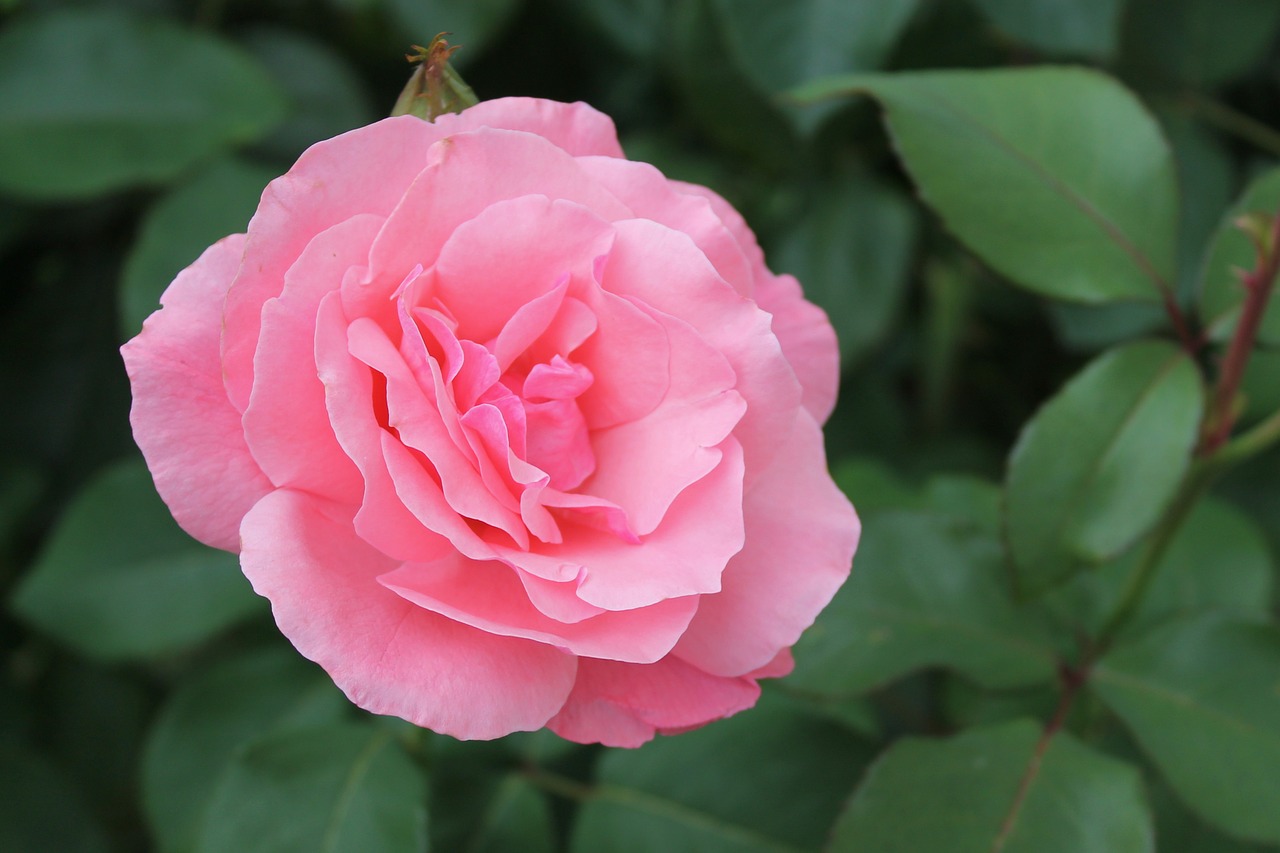 rose pink flower free photo