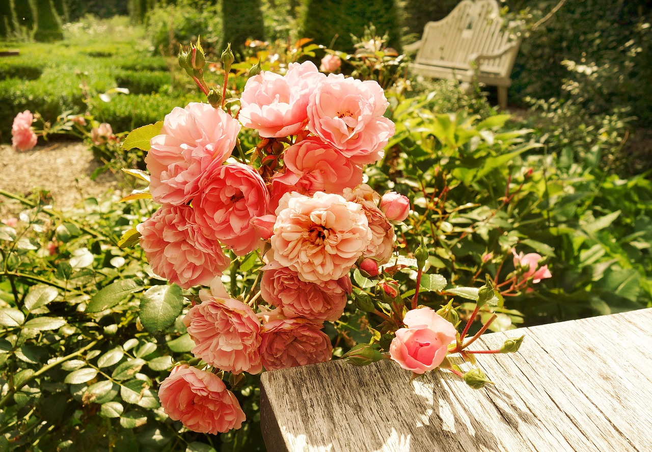 rose flower plant free photo