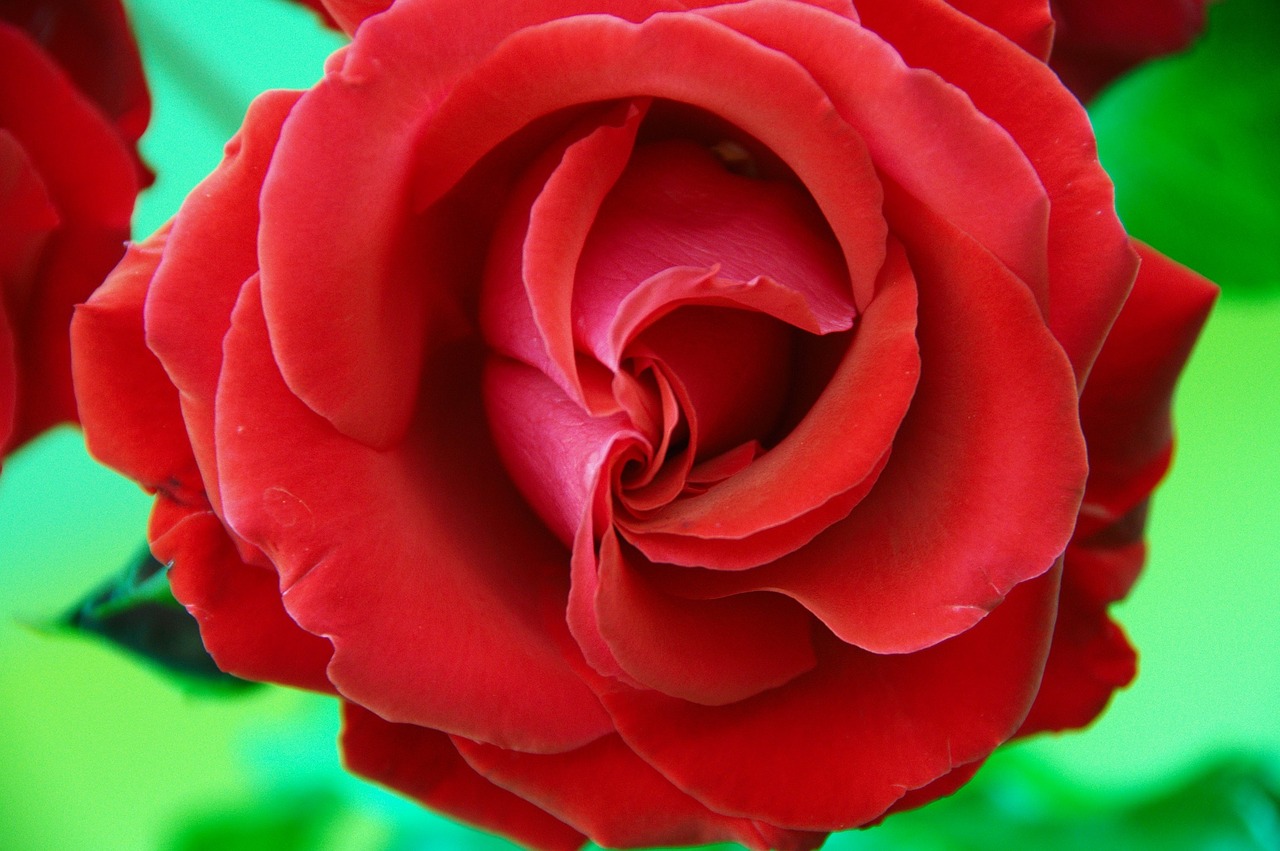 rose red flower free photo