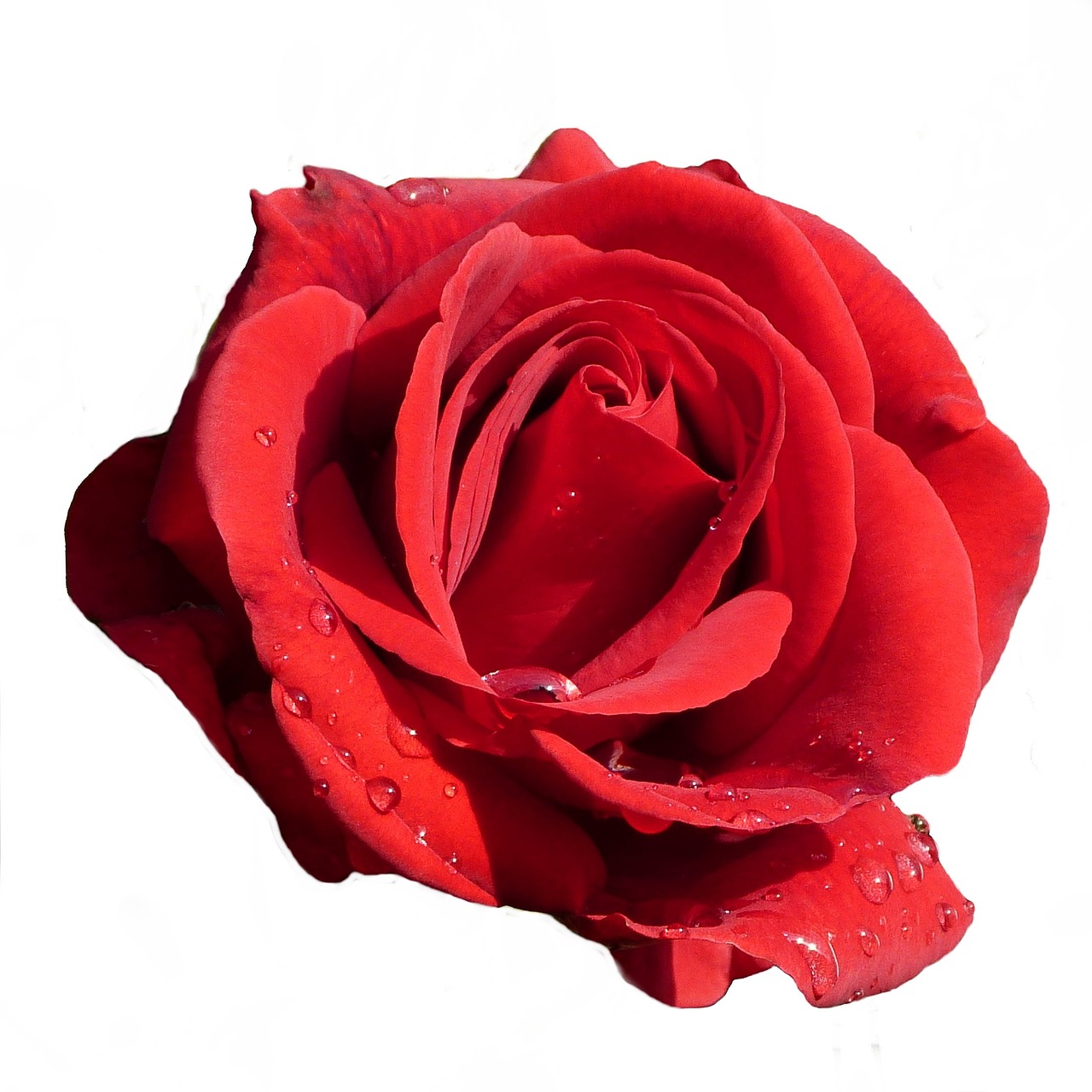 rose red blossom free photo