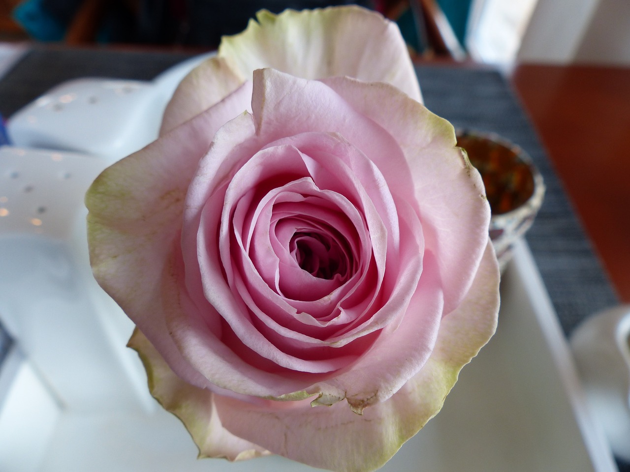 rose salmon and white many flowers free photo