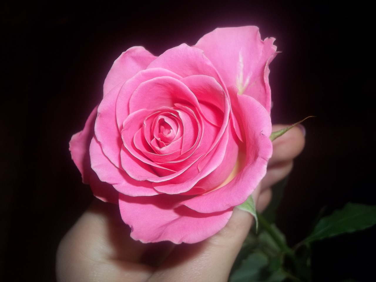 rose flower pink free photo