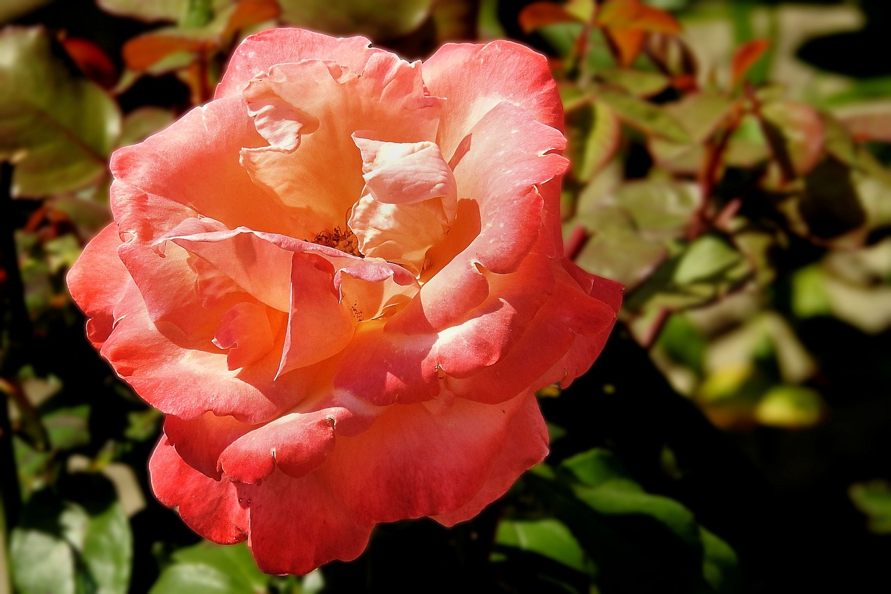 rose orange blossom free photo