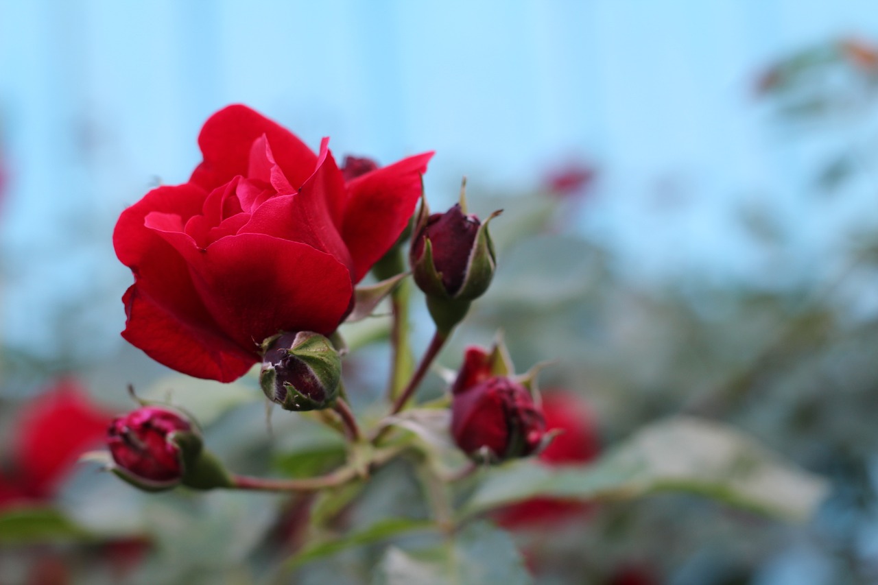 rose scarlet red free photo