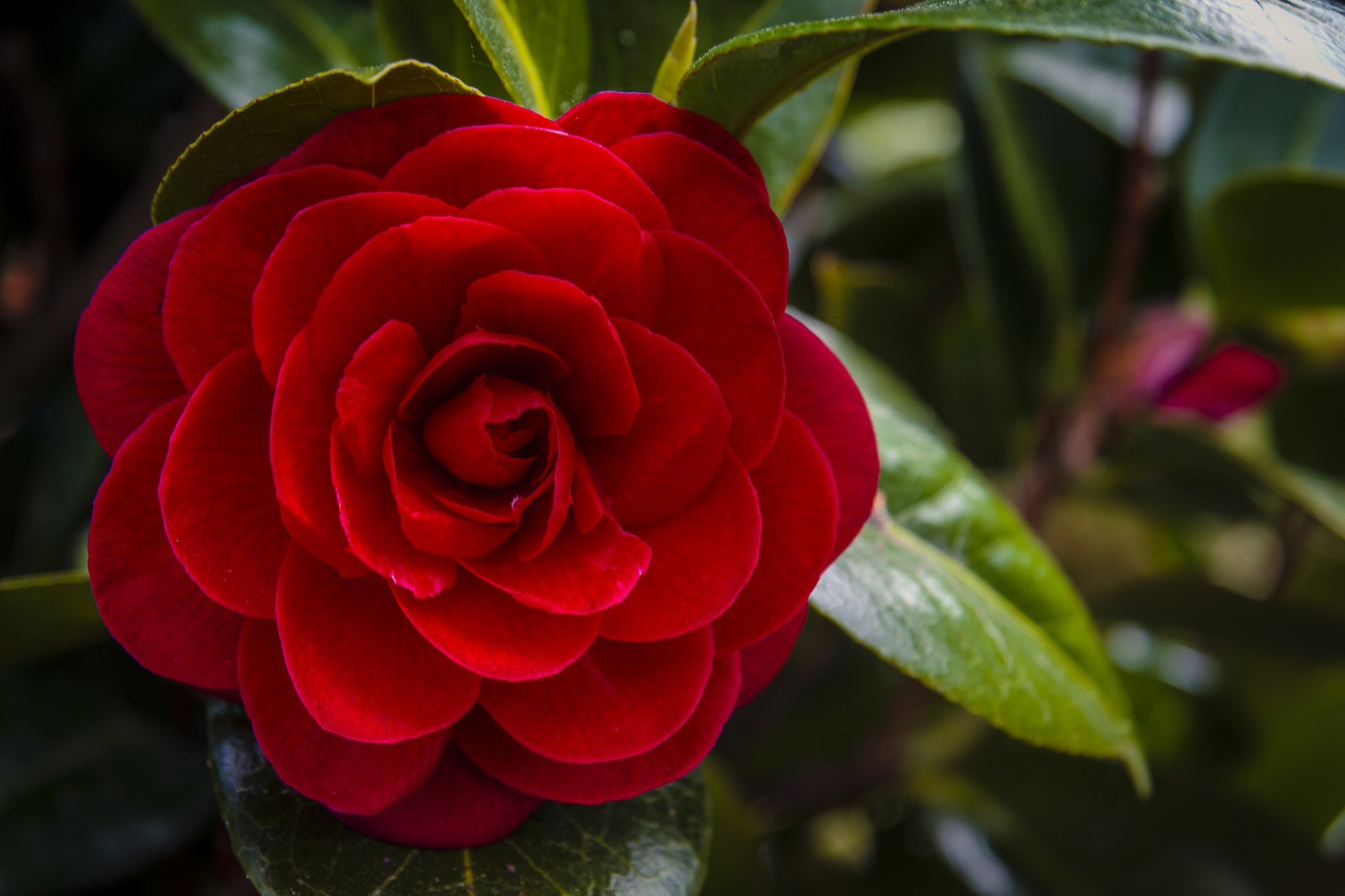rose red love free photo