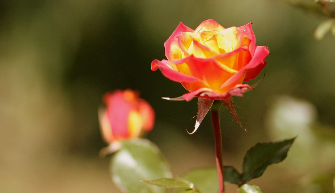 rose orange flower free photo