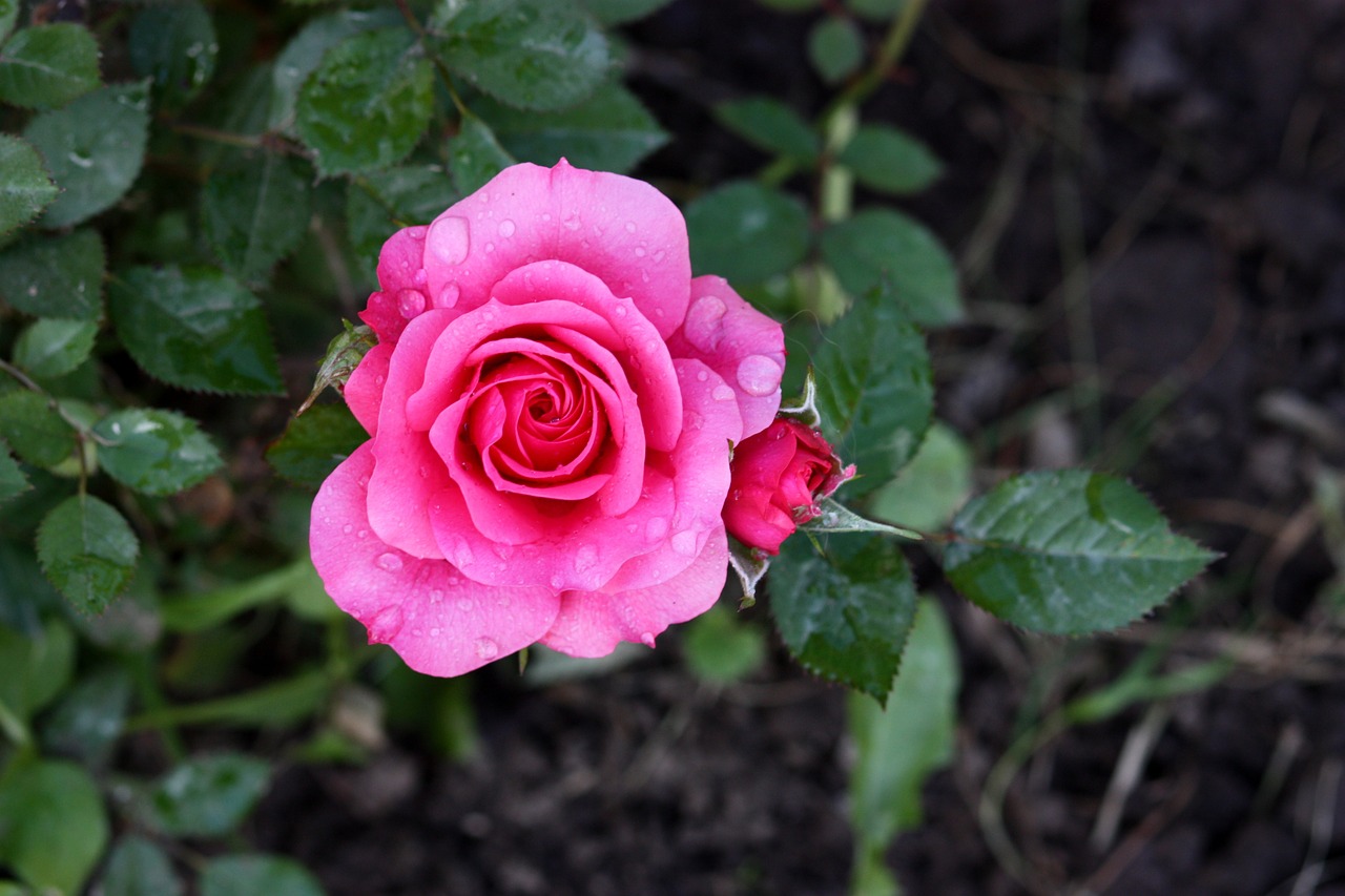 rose pink rain free photo