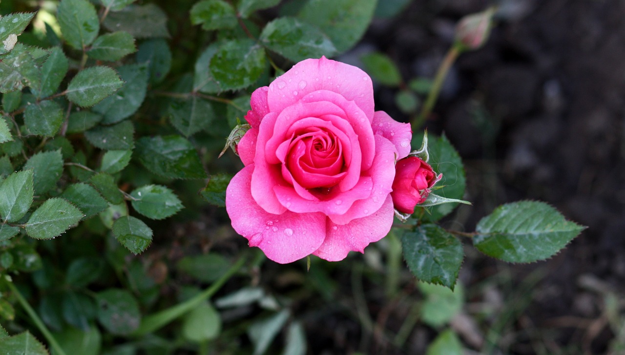 rose pink rain free photo