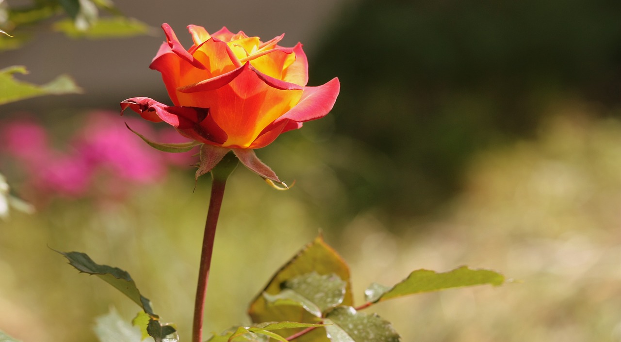 rose orange flower free photo