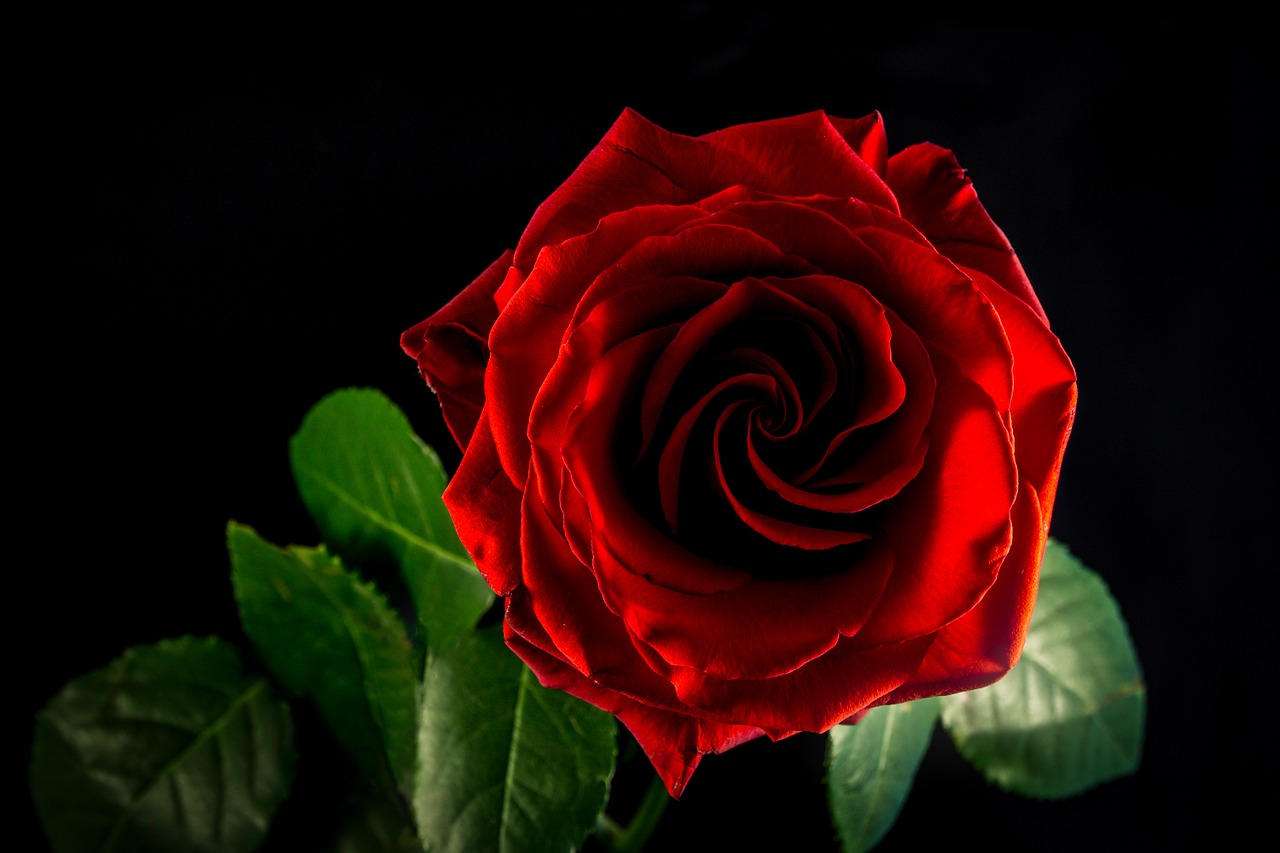 rose flower blossom free photo