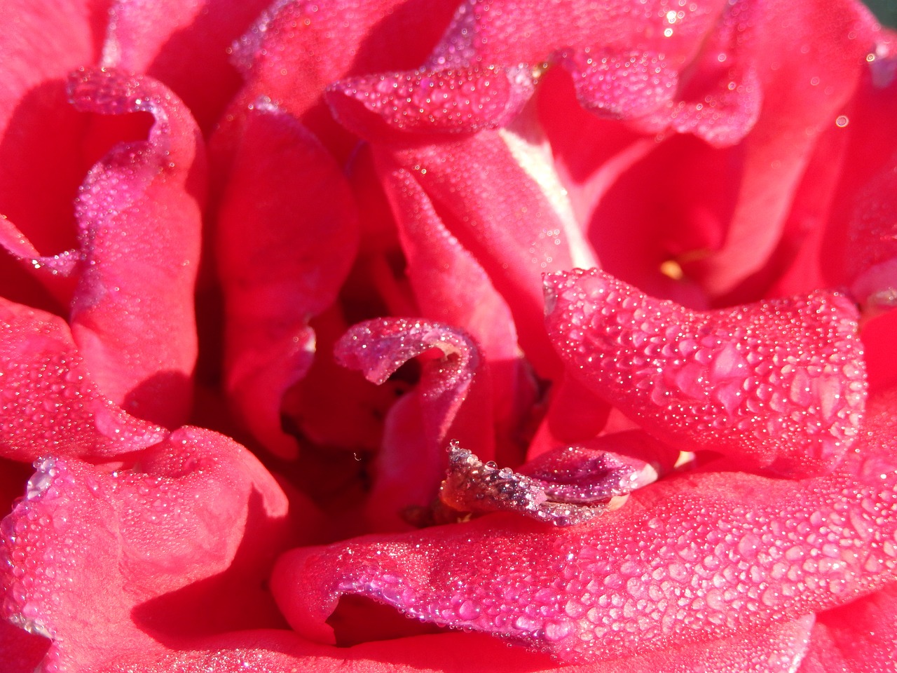 rose macro red free photo