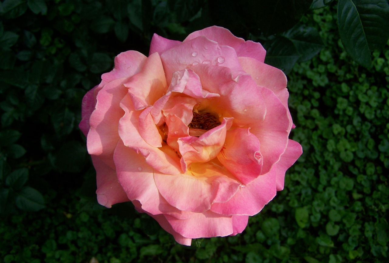 rose pink garden free photo