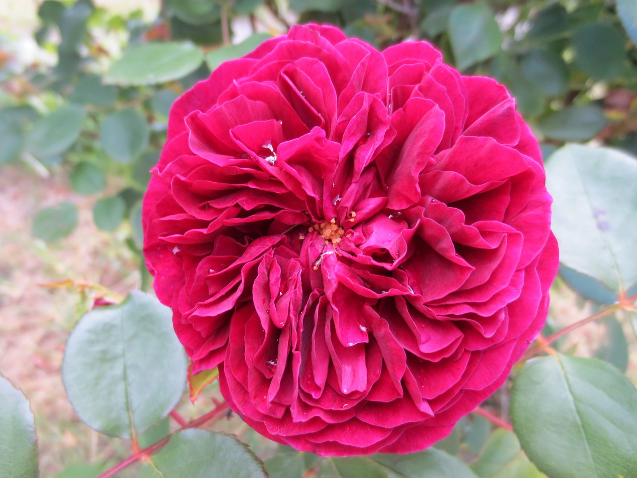 rose raindrops flower free photo