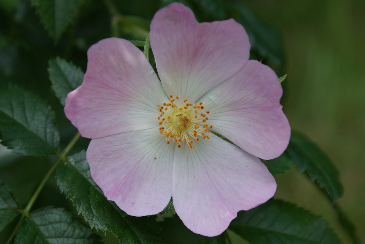 rose pink flower free photo