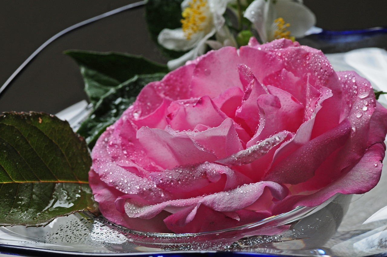 rose decoration romantic free photo