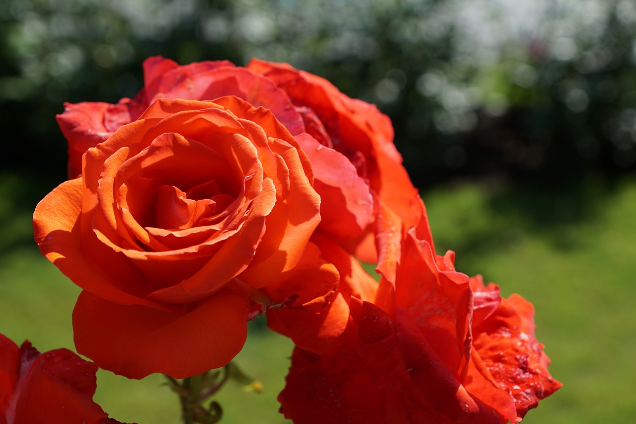 rose flower plant free photo