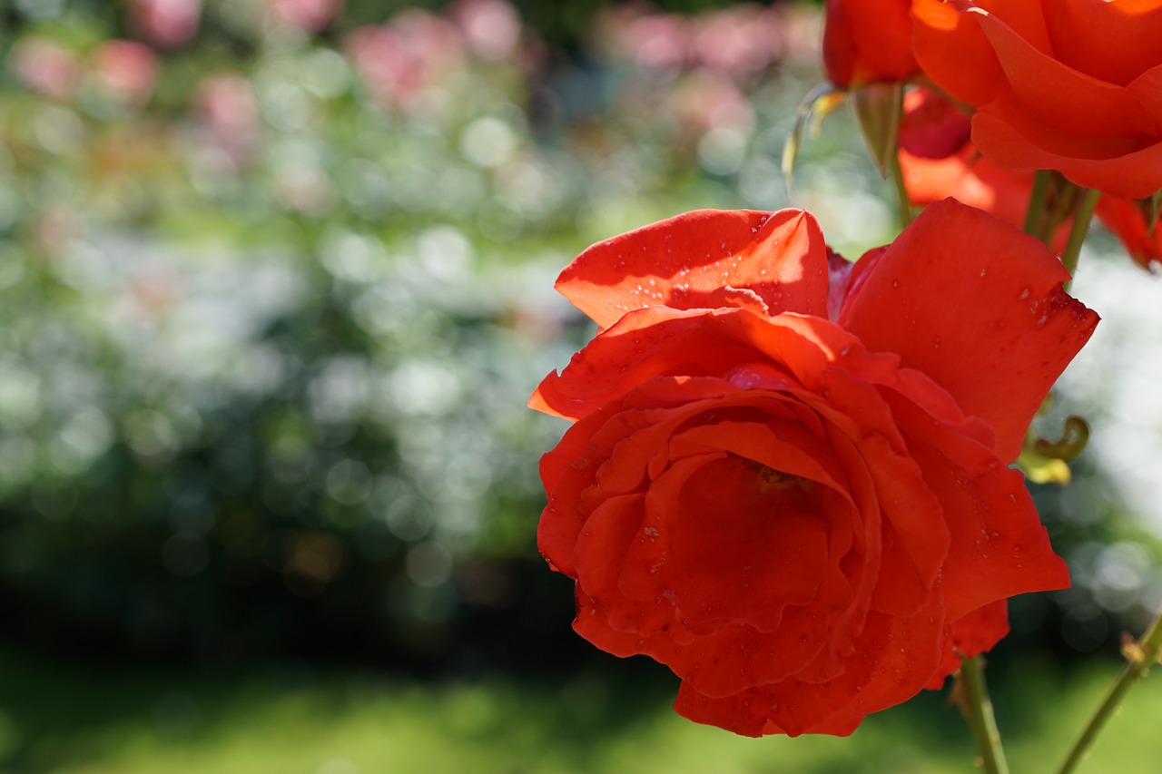 rose flower plant free photo