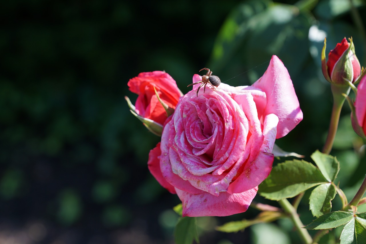 rose flower plant free photo