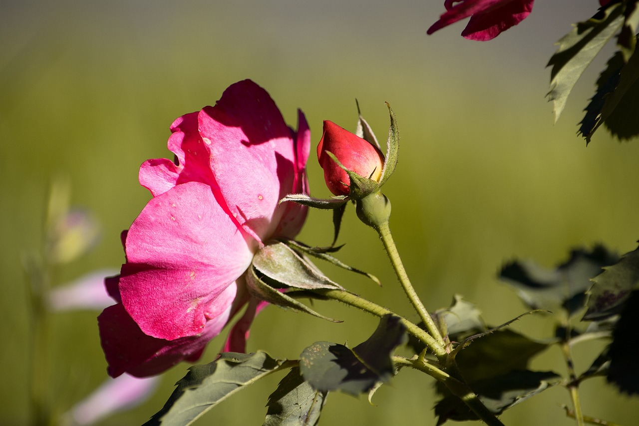 rose red red rose free photo