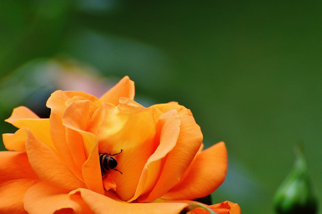 rose bee orange free photo