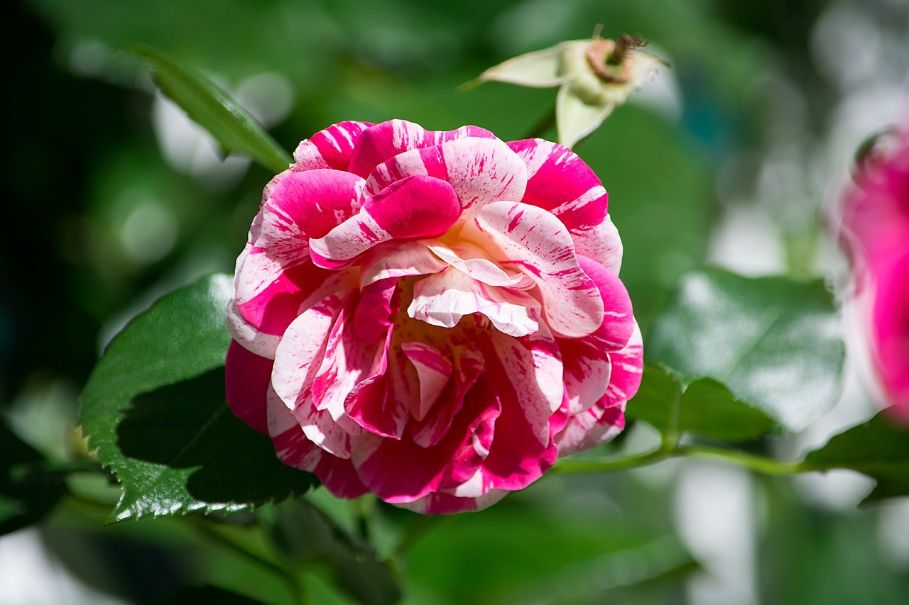 rose pink white blossom free photo