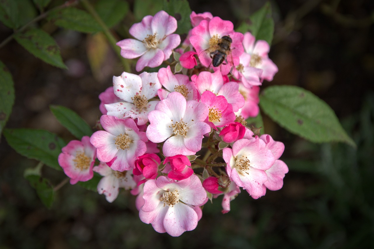 rose blossom bloom free photo